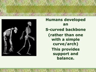 Humans developed
an
S-curved backbone
(rather than one
with a simple
curve/arch)
This provides
support and
balance.
 