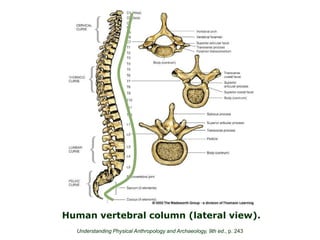 Human vertebral column (lateral view).
Understanding Physical Anthropology and Archaeology, 9th ed., p. 243
 