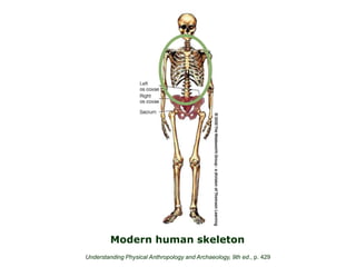 Modern human skeleton
Understanding Physical Anthropology and Archaeology, 9th ed., p. 429
 