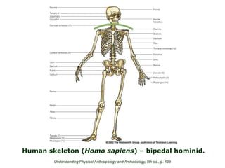 Human skeleton (Homo sapiens) – bipedal hominid.
Understanding Physical Anthropology and Archaeology, 9th ed., p. 429
 