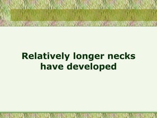 Relatively longer necks
have developed
 