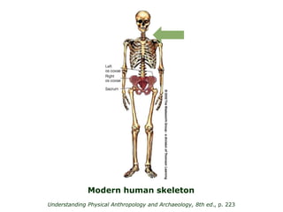 Understanding Physical Anthropology and Archaeology, 8th ed., p. 223
Modern human skeleton
 