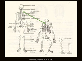 Humankind Emerging, 7th ed., p. 190
 