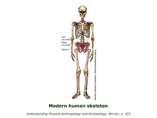 Understanding Physical Anthropology and Archaeology, 8th ed., p. 223
Modern human skeleton
 