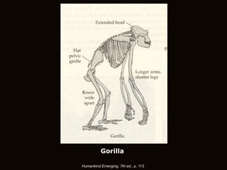 Humankind Emerging, 7th ed., p. 113
Gorilla
 
