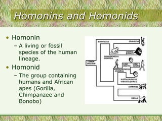 Homonins and Homonids
• Homonin
– A living or fossil
species of the human
lineage.
• Homonid
– The group containing
humans and African
apes (Gorilla,
Chimpanzee and
Bonobo)
 