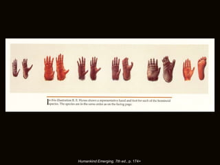 Humankind Emerging, 7th ed., p. 174+
 