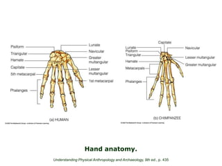 Hand anatomy.
Understanding Physical Anthropology and Archaeology, 9th ed., p. 435
 