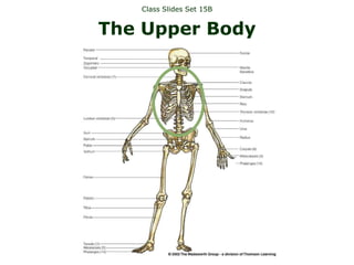 Class Slides Set 15B
The Upper Body
 