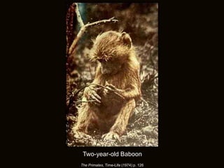 The Primates, Time-Life (1974) p. 126
Two-year-old Baboon
 
