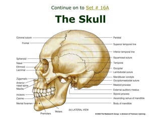 The Skull
Continue on to Set # 16A
 