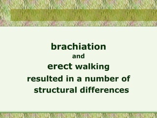 brachiation
and
erect walking
resulted in a number of
structural differences
 