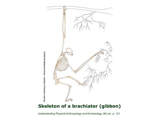 Understanding Physical Anthropology and Archaeology, 9th ed., p. 121
Skeleton of a brachiator (gibbon)
 