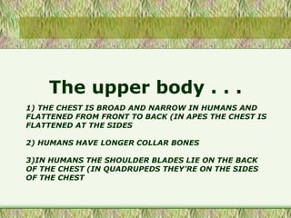 1) THE CHEST IS BROAD AND NARROW IN HUMANS AND
FLATTENED FROM FRONT TO BACK (IN APES THE CHEST IS
FLATTENED AT THE SIDES
2) HUMANS HAVE LONGER COLLAR BONES
3)IN HUMANS THE SHOULDER BLADES LIE ON THE BACK
OF THE CHEST (IN QUADRUPEDS THEY’RE ON THE SIDES
OF THE CHEST
The upper body . . .
 