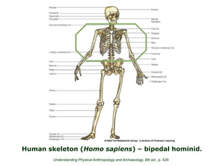 Human skeleton (Homo sapiens) – bipedal hominid.
Understanding Physical Anthropology and Archaeology, 9th ed., p. 429
 