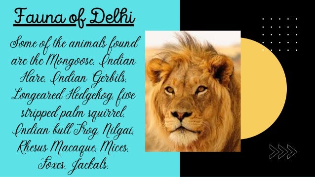 Comparison Between Delhi And Sikkim