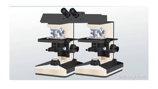 Microscope Eslide Comparison Comparison Microscope its principle , history and development ppt | PPTX