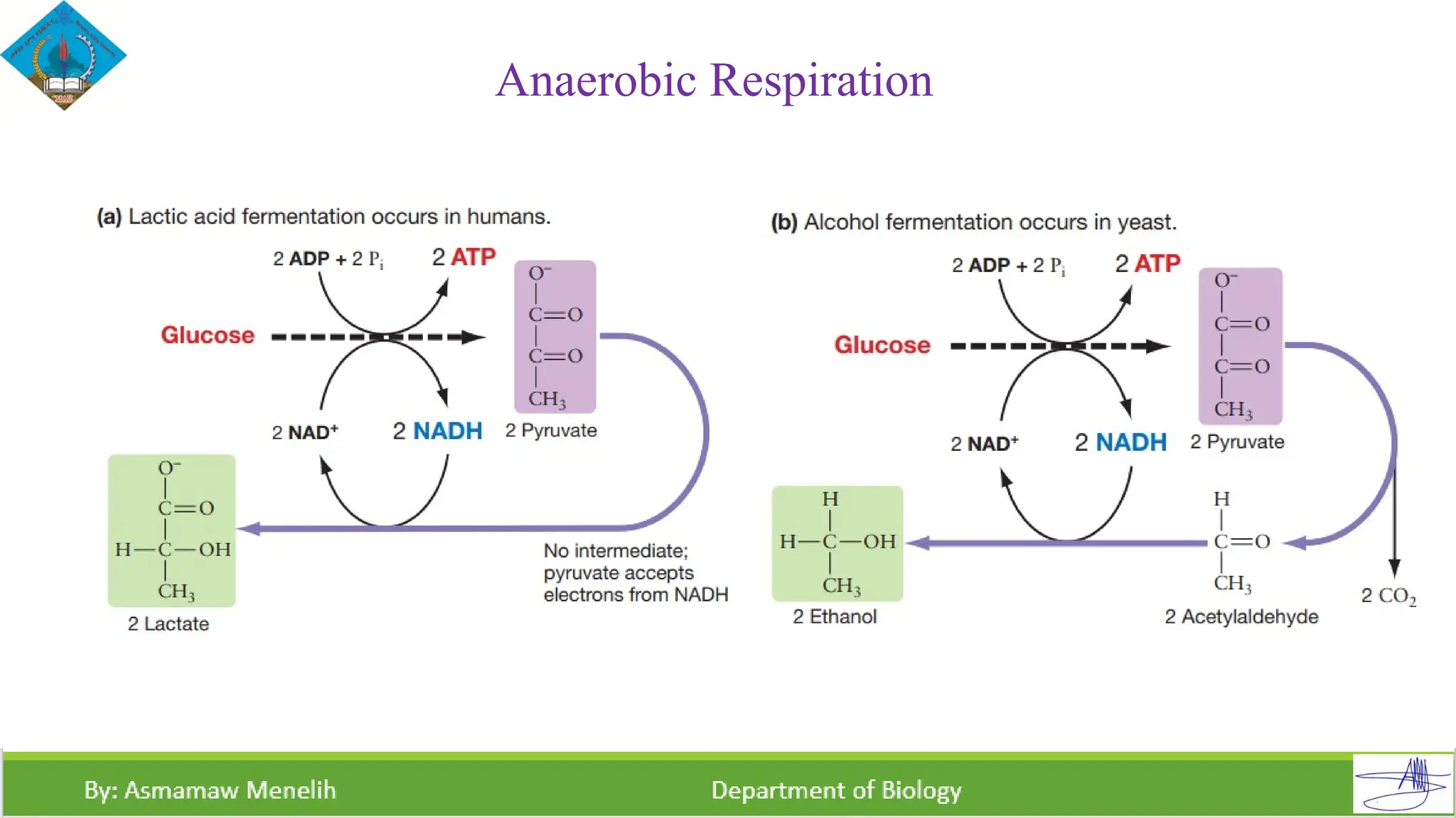 comparison of aerobiac and anaerobic respiration ppt.pptx