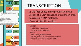 Comparison of DNA and RNA PRESENTATION FOR GRADE 10 | PPTX