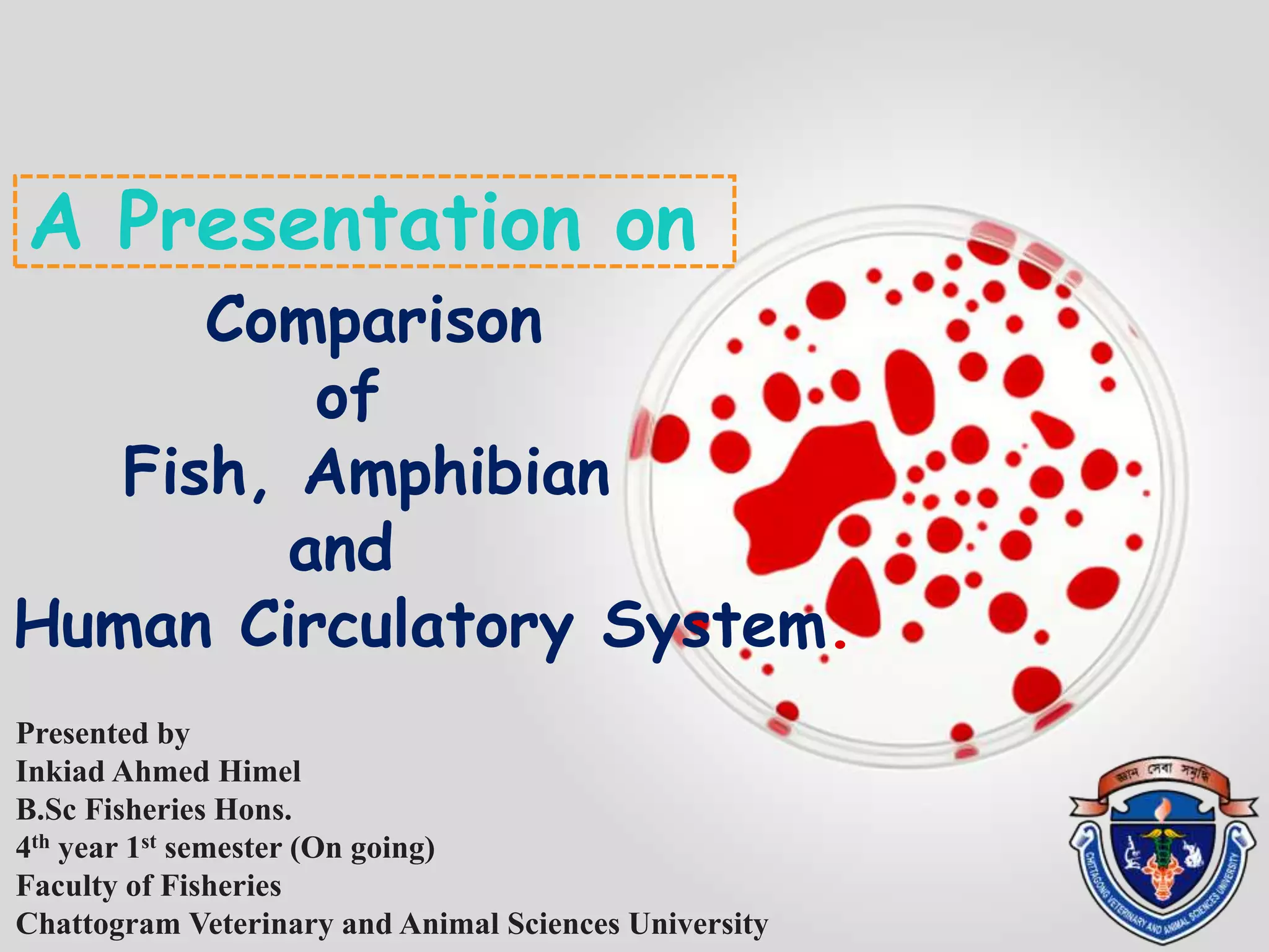 Comparison among fish, amphibian and human circulatory system.pptx