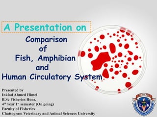 Comparison
of
Fish, Amphibian
and
Human Circulatory System.
A Presentation on
Presented by
Inkiad Ahmed Himel
B.Sc Fisheries Hons.
4th year 1st semester (On going)
Faculty of Fisheries
Chattogram Veterinary and Animal Sciences University
 