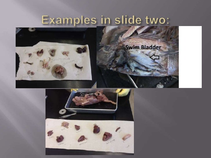 Comparison of fish, frog, rat, and pig dissections