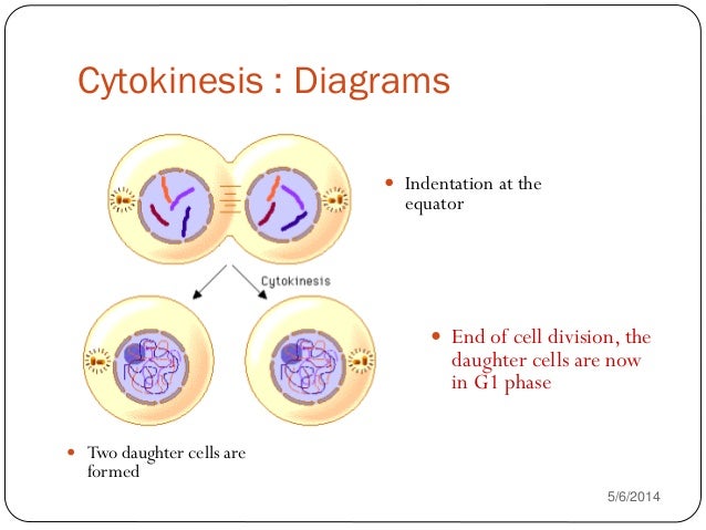 comparison of mitosis and meiosis compare and contrast mitosis and meiosis venn diagram