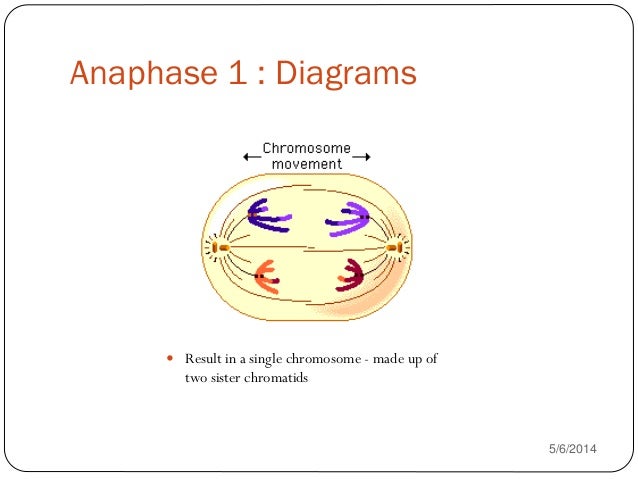 diagram of anaphase comparison of mitosis and meiosis diagram of anaphase comparison of mitosis and meiosis
