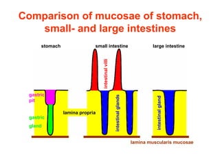 stomach                small intestine                                    large intestine




                                intestinal villi
gastric



                                                   intestinal glands




                                                                                 intestinal gland
pit

               lamina propria
gastric
gland


                                                                       lamina muscularis mucosae
 