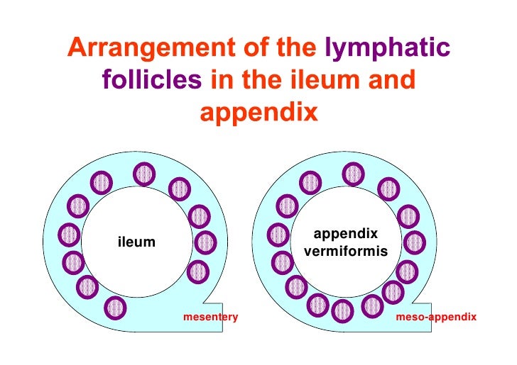 Comparison of mucosae of stomach,small and large intestines
