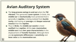COMPARISON OF THE AUDITORY SYSTEM IN LOWER ANIMALS AND HUMANS.pptx