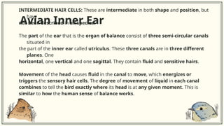 COMPARISON OF THE AUDITORY SYSTEM IN LOWER ANIMALS AND HUMANS.pptx