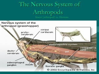 The Nervous System of Arthropods   Insect (arthropod) vs. Humans 