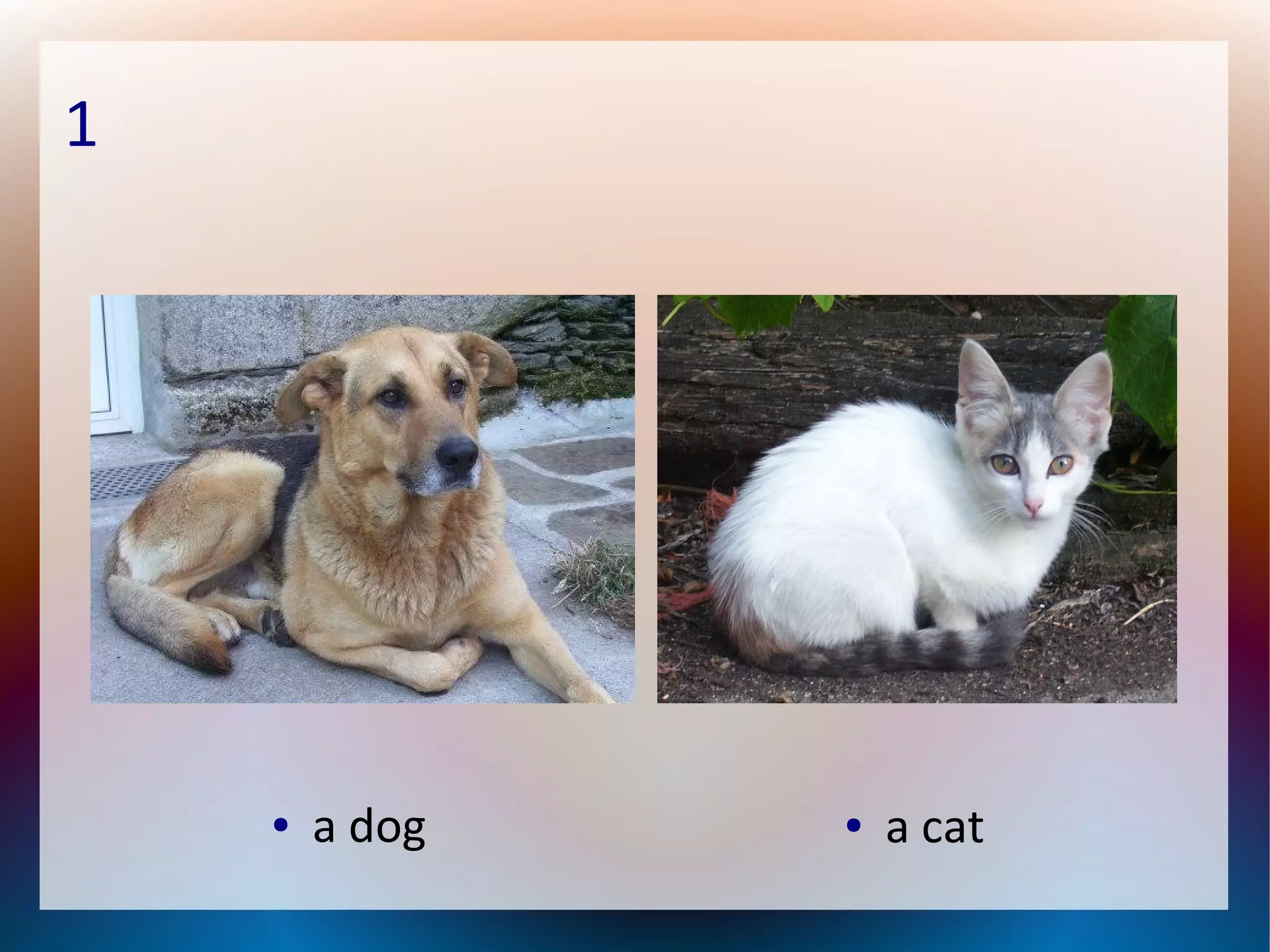 1
● a dog ● a cat