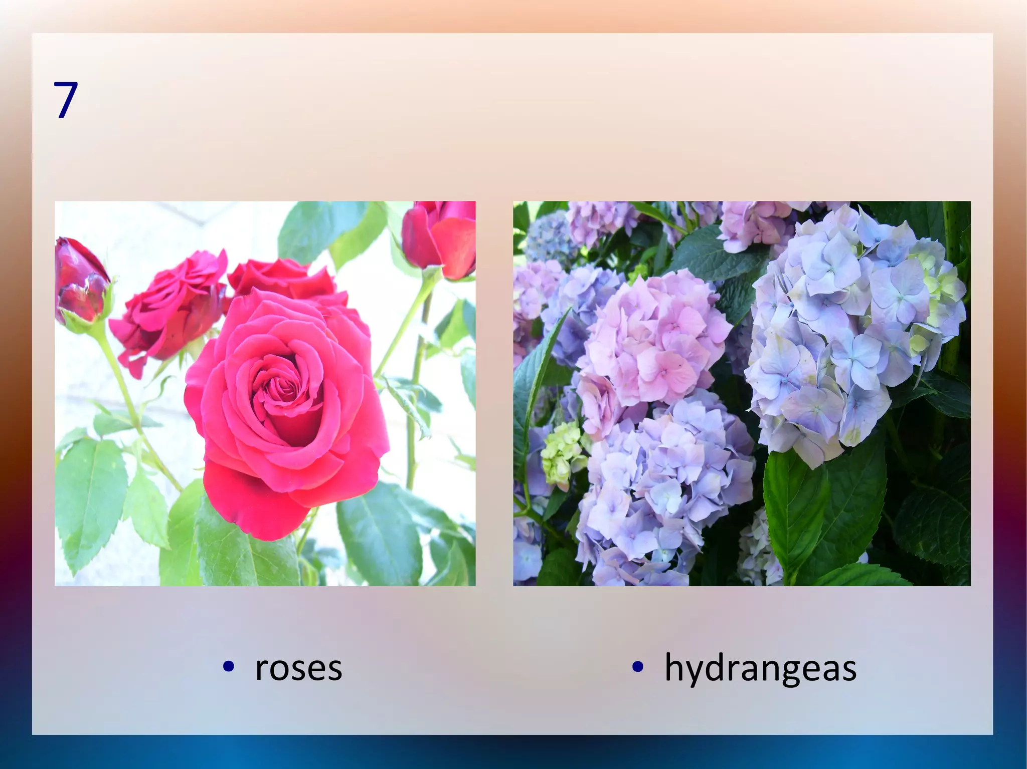 7
● roses ● hydrangeas