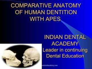 COMPARATIVE ANATOMYCOMPARATIVE ANATOMY
OF HUMAN DENTITIONOF HUMAN DENTITION
WITH APESWITH APES
INDIAN DENTALINDIAN DENTAL
ACADEMYACADEMY
Leader in continuingLeader in continuing
Dental EducationDental Education
www.indiandentalacademy.com
 