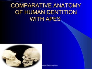 COMPARATIVE ANATOMYCOMPARATIVE ANATOMY
OF HUMAN DENTITIONOF HUMAN DENTITION
WITH APESWITH APES
www.indiandentalacademy.com
 