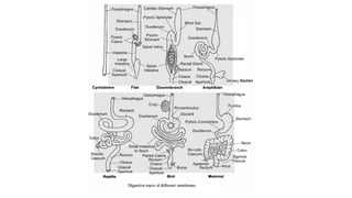 COMPARITIVE ANATOMY OF DIGESTIVE SYSTEM IN VERTEBRATES.pdf