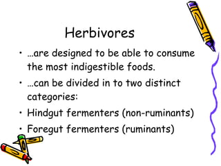 Herbivores … are designed to be able to consume the most indigestible foods. … can be divided in to two distinct categories: Hindgut fermenters (non-ruminants) Foregut fermenters (ruminants) 