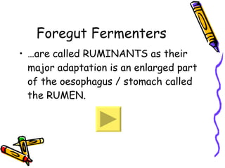 Foregut Fermenters …are called RUMINANTS as their major adaptation is an enlarged part of the oesophagus / stomach called the RUMEN. 