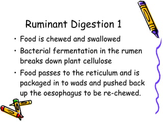 Ruminant Digestion 1 Food is chewed and swallowed Bacterial fermentation in the rumen breaks down plant cellulose Food passes to the reticulum and is packaged in to wads and pushed back up the oesophagus to be re-chewed. 