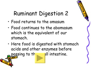 Ruminant Digestion 2 Food returns to the omasum Food continues to the abomasum which is the equivalent of our stomach. Here food is digested with stomach acids and other enzymes before passing to the small intestine. 