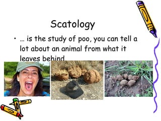 Scatology … is the study of poo, you can tell a lot about an animal from what it leaves behind. 