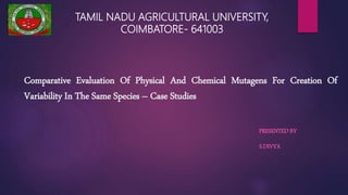 Comparative Evaluation Of Physical And Chemical Mutagens For Creation Of
Variability In The Same Species – Case Studies
PRESENTED BY
S.DIVYA
TAMIL NADU AGRICULTURAL UNIVERSITY,
COIMBATORE- 641003
 