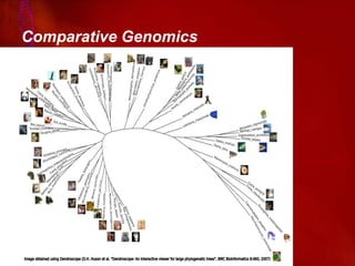 Comparitive genomics | PDF