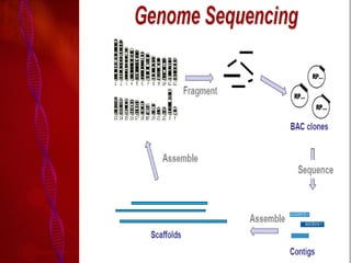 Comparitive genomics | PDF