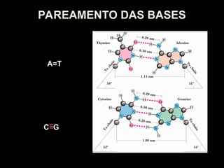 PAREAMENTO DAS BASES
A=T
C G
 
