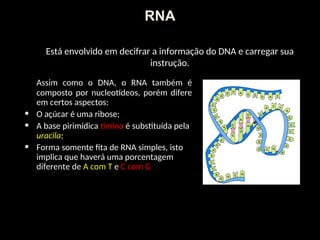 Está envolvido em decifrar a informação do DNA e carregar sua
instrução.
Assim como o DNA, o RNA também é
composto por nucleotídeos, porém difere
em certos aspectos:
• O açúcar é uma ribose;
• A base pirimídica timina é substituída pela
uracila;
• Forma somente fita de RNA simples, isto
implica que haverá uma porcentagem
diferente de A com T e C com G
RNA
 