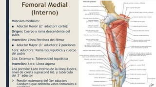 Músculos mediales:
■ Aductor Menor (2° aductor/ corto):
Origen: Cuerpo y rama descendente del
pubis
Inserción: Línea Pectínea del fémur
■ Aductor Mayor (3° aductor): 2 porciones
1era: Aductora: Rama isquiopubica y cuerpo
del pubis
2da: Extensora: Tuberosidad isquiática
Inserción: 1era: Línea áspera
2da porción: Lado interno de la línea áspera,
nivel de cresta supracond int. y tubérculo
del 3° aductor
 Porción extensora del 3er aductor:
Conducto que delimita vasos femorales a
 