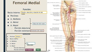 Función:
Recto interno
■ Pectíneo
■ A. Mediano
■ A. Menor
■ A. Mayor
– Porción Aductora
– Porción extensora
Flexión, aducción y rotación int del
muslo
Aducción del muslo
Extensión del muslo
INERVACION
■ Pectíneo
■ Recto interno
■ A. Mediano
■ A. Menor
■ A. Mayor
– Porción Aductora
– Porción extensora
N.
Obturador
N. Ciático TIBIA
L
Femora
l
 